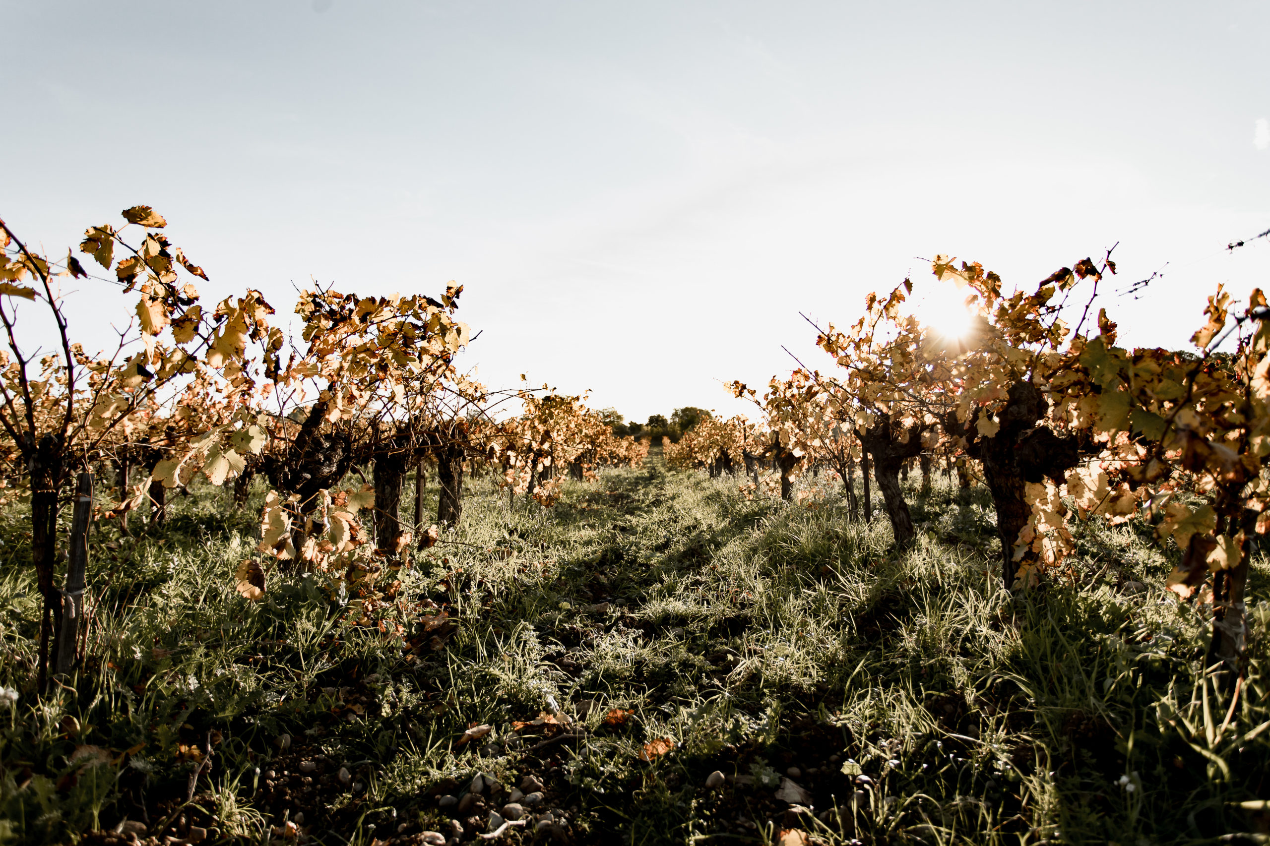 Souche de vigne de notre domaine bio, avec grappe de raisin en formation